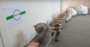 Baasje wil haar katten een hoop plezier bezorgen en maakt een treintje