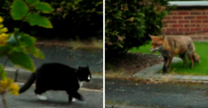 Vos aast op een kat die buiten loopt..