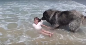 Meisje is aan het zwemmen. Dan helpt de hond haar omdat ‘ie denkt dat ze in nood is..