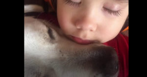 Zorgzame hond helpt klein jochie van nachtmerries af