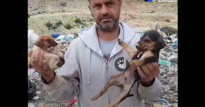 Griekse man geeft álles op om honden te helpen en zorgt in z’n eentje voor 300 honden..