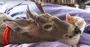 Schitterend: zij adopteerden een gewond en eenzaam hertje..