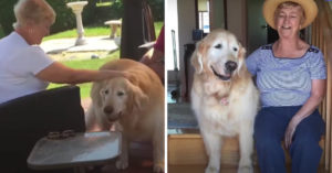 Deze oude hond heeft een favoriete mens. Maar het is niet z’n baasje!
