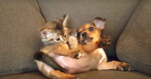 Kitten en puppy hebben de grootste lol met elkaar!