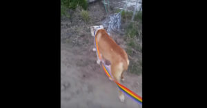 Zij snappen niet waarom deze geredde hond niet stopt met huilen..
