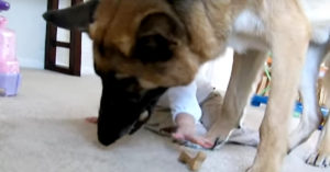 Grote hond krijgt een koekje. Maar kijk eens wie ermee vandoor gaat..