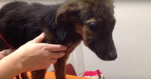 Deze hond moest worden afgemaakt, omdat hij te ‘saai’ was. Dan zien ze iets schokkends