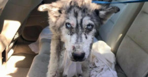 Een gewonde husky zwierf rond op een snelweg toen er eindelijk hulp kwam!