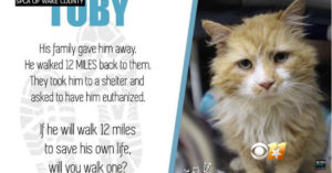 Kat loopt 20 km terug naar huis nadat zijn baasjes hem hebben weggegeven..