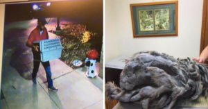 Man dumpt dit dier bij het asiel. De toestand waarin ‘ie verkeert is afschuwelijk