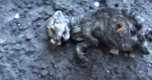 Kitten is er super slecht aan toe na een hevige storm. Dan grijpt deze man in..