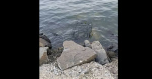 Zij zien een kooi in het water liggen. Maar daar blijkt een levend dier in te zitten..