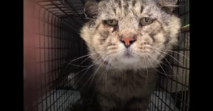 Oude wilde kat leeft jaren op straat. Maar dan vraagt hij ineens om hulp..