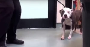 Hartverwarmend om te zien: geschokte hond wordt geadopteerd… Eindelijk!