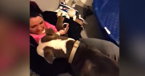 Schattig: lieve hond legt al haar 11 pups op haar baasjes schoot..