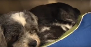 Deze zorgzame hond blaft al dagenlang om hulp…