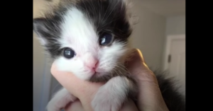 Dit ‘micro-katje’ wil maar niet groeien. Dan besluit deze vrouw het beestje tijdelijk te verzorgen