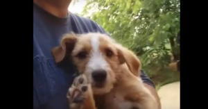 Stoere Servische man redt alle honden die niemand anders wil..