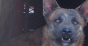 Ontroerend: deze hond stond bekend als agressief en dominant. Maar kijk ‘m nu eens..