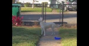 Schitterend: blinde en dove hond voelt dat haar ‘papa’ thuis is