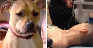 Pitbull werd door stel van straat gered. Om daarna hun 10-jarige zoon te redden..