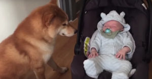 Hond staat naast de baby. Wat de hond een paar seconden later doet is zó lief!