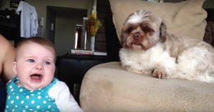 Baby gaat een discussie aan met de hond. Hoe de hond reageert is zó lief!