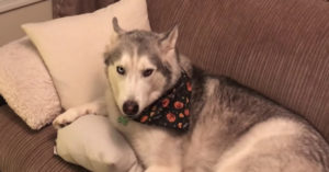 Baasje vraagt aan de husky of ‘ie op het tapijt heeft gepoept. Zijn reactie? Hilarisch!