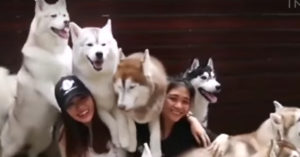 Husky hemel: hier kun je met meer dan 30 husky’s spelen!