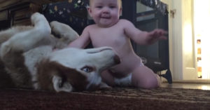 Zó schattig: hele kleine baby kruipt naar héle grote husky..