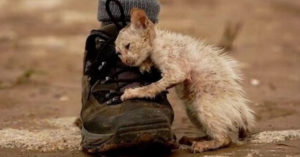 Hartverscheurend: iedereen werd verteld om deze kat niet aan te raken