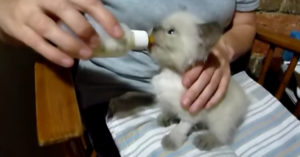 Dit kittentje wil heel graag melk. En dat laat ze op een wel hele gekke manier horen!