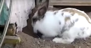 Dit konijn graaft een gat in de grond. De reden waarom is aandoenlijk!