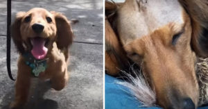 Dit schattige hondje is nu hartstikke vrolijk. Maar wat is ‘ie toch ziek geweest…