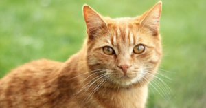 Zorgwekkend: zwerfkatten mogen vanaf januari 2019 worden afgeschoten