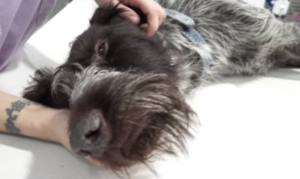 Deze verlamde hond werd in Spanje voor dood achtergelaten