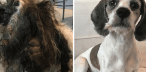 Arme hond met verwaarloosde vacht wordt aangetroffen door een dierenwelzijnsorganisatie