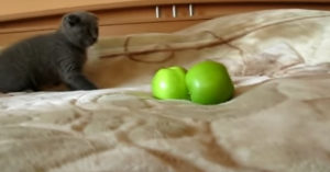 Kitten vs. 2 héle ‘enge’ dingen!