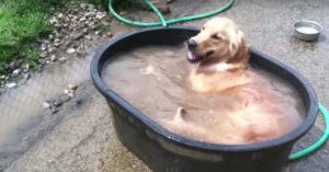 Deze golden retriever heeft de tijd van z’n leven in een badkuip!