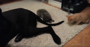 Een enorme Deense Dog en 2 kleine kittens. Wat dat oplevert? Een hoop plezier!