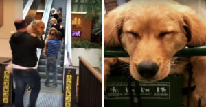 Deze golden retrievers hebben één ding in gemeen: ze zijn allemaal even schattig!