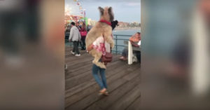 Deze enorme honden hebben 1 ding in gemeen: ze weten niet hoe groot ze zijn!