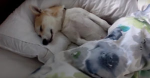 Hondje weet dat ze naar de dierenarts moet, maar doet net of ze ‘dood’ is..