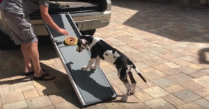 Grote hond loopt het trapje op. Maar dan moet de kleine pup er nog achteraan..