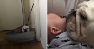 Deze bulldog was een enorme baby! Maar alles verandert na de geboorte van deze baby..