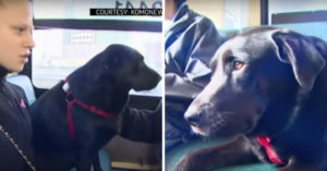 Deze zwarte labrador neemt elke dag helemaal alleen de bus!