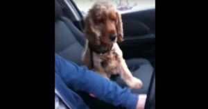 Man zit met z’n hond in de auto. Maar let op wat het aanhankelijke beestje doet!
