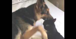 Deze kat is gek op honden. En dat laat ‘ie blijken op de allerleukste manier!