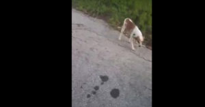 Zij treft deze verlaten hond huilend aan bij een beruchte ‘dumpplaats’..