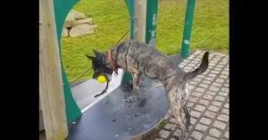 Hilarisch: slimme hond vermaakt zichzelf met een bal!